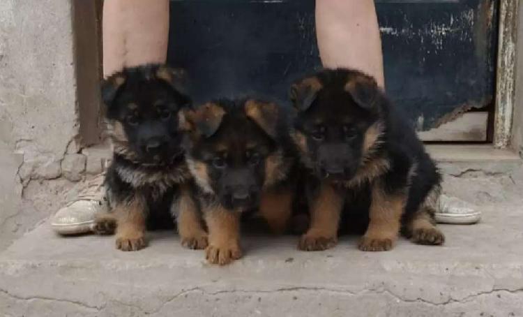 Cachorros Ovejero Aleman