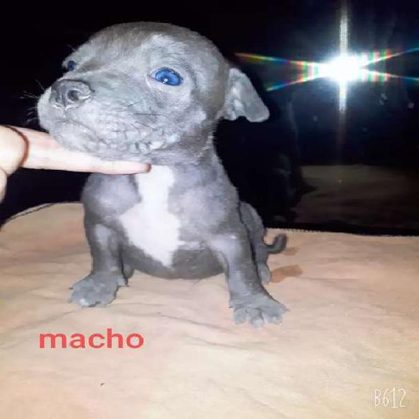 Cachorros blue american bully con pitbulls