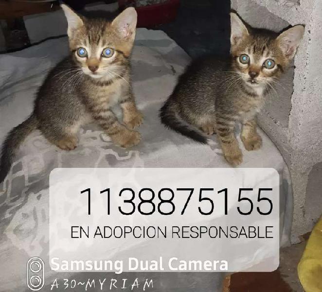 REGALOS GATITOS ATIGRADOS 50 DIAS