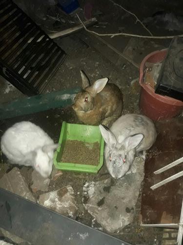 5 Conejos Del 4 Tienen 7 Meses, Especial Para Criadero.