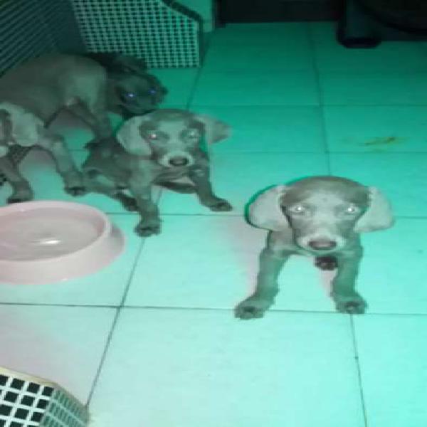 BRACO WEIMARANER