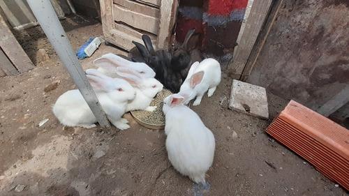 Conejos En Venta En Florencio Varela