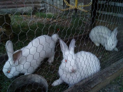 Conejos Machos Y Hembras