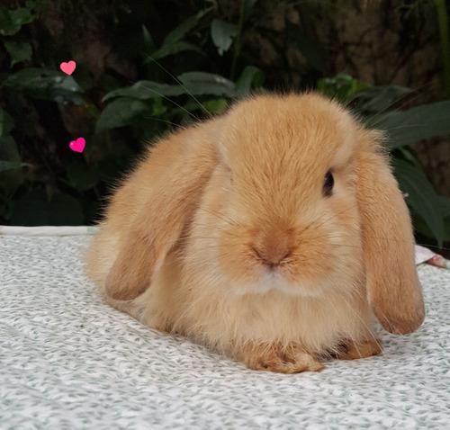 Hembrita Holland Lop