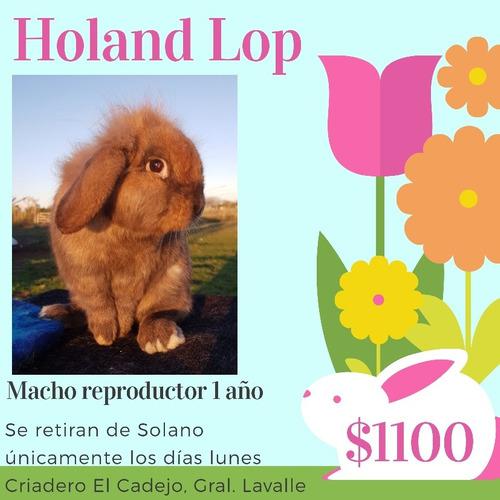 Reproductores Holand Lop