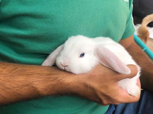 Reserva Conejos Holland Lop