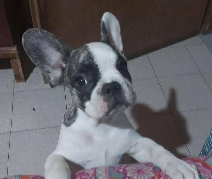 VENDO MACHO BULLDOG FRANCES