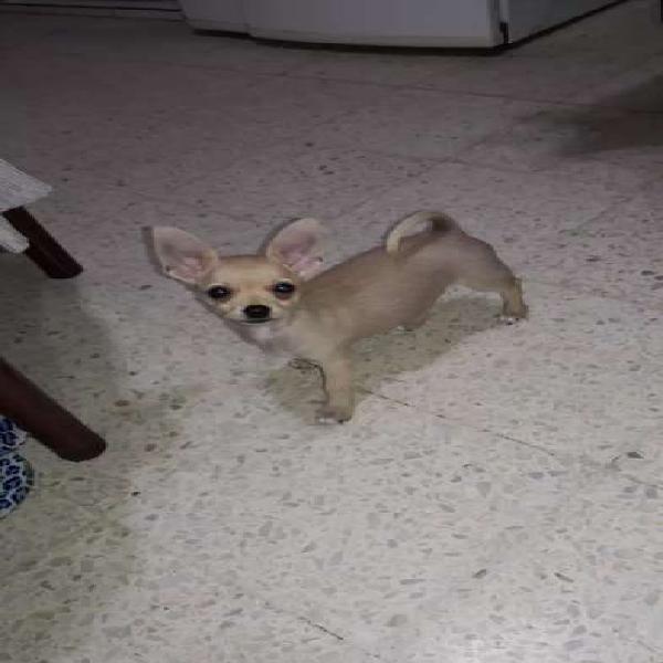 Chihuahua disponible