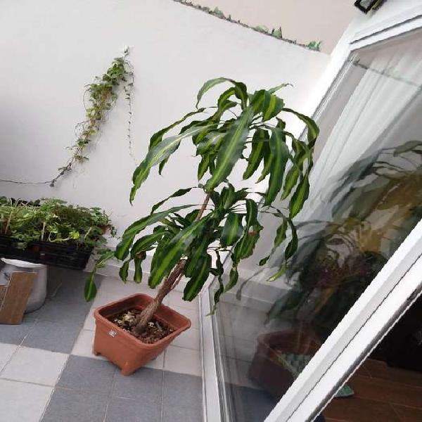 Dracena Massangeana O Palo de