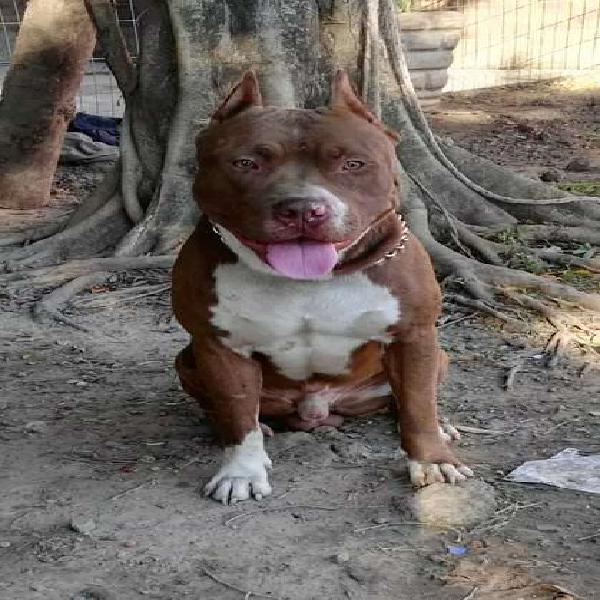 PITBULL para servicio