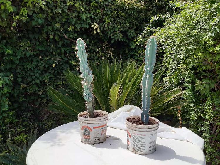 Plantas altas de cactus