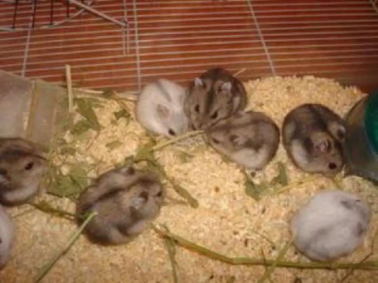 Hamsters rusos bebes por mayor y menor
