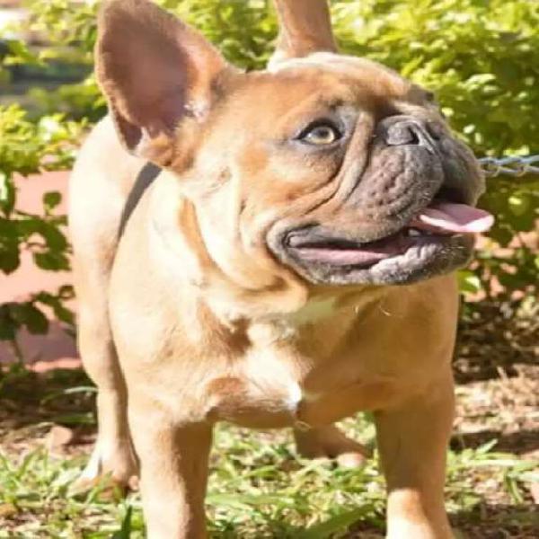 Bulldog francés lilac red busca novia