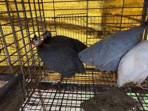 Gallinas De Guineas