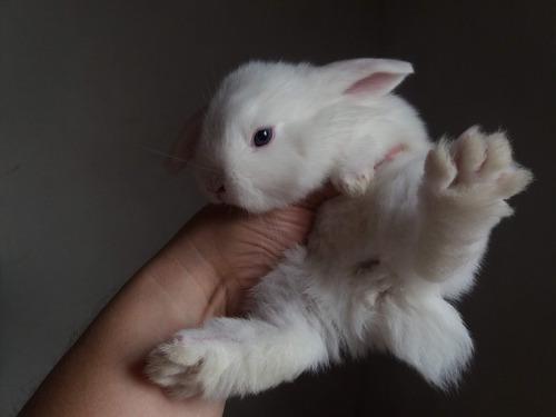 Conejitos. Ojos Celestes. Holland Lop - Don Torcuato