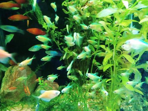 10 Monjita Verde Flúor. #acuarioaquariumba #peces #cardumen