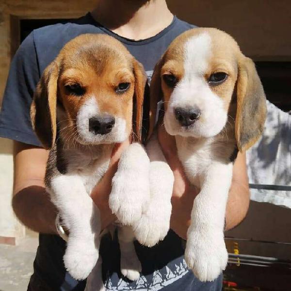 Beagles con pedigree