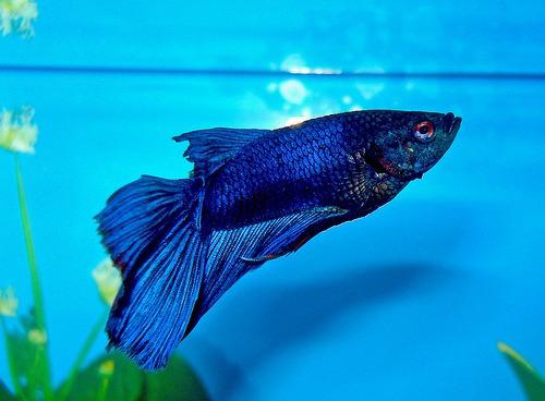 Betta Macho Surtido Con Pecera Tropical Por Mundo Acuatico