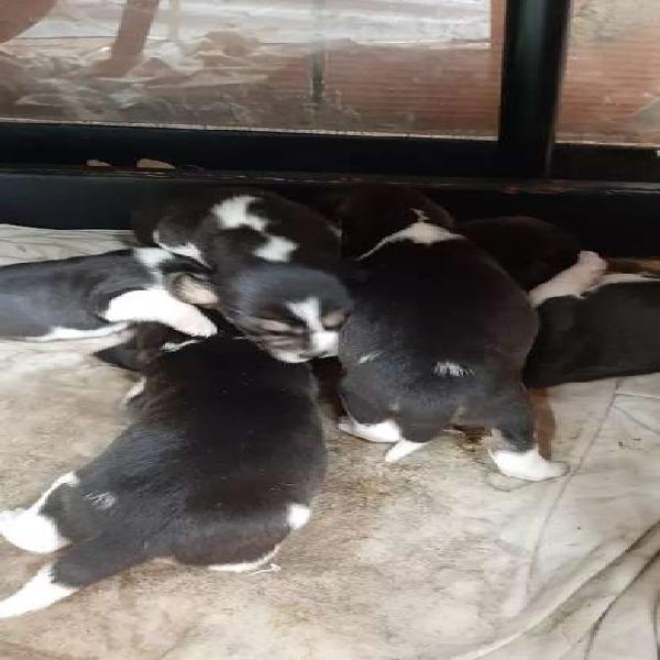 Cachorros beagle tri color