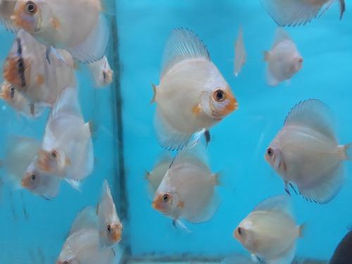 Peces Discus Gabychan Blue Diamond 6cm