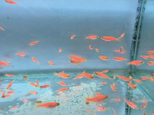 Peces Tropicales Cebrita Roja Fluo X 10 Unidades