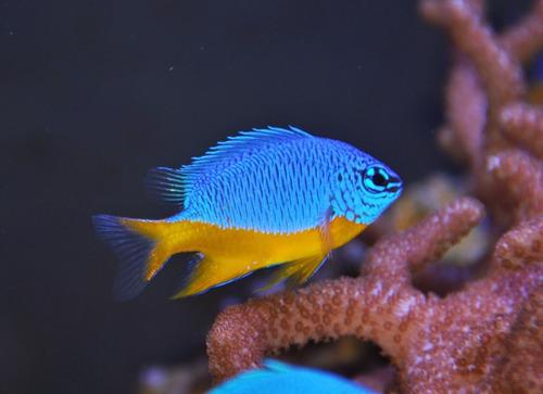 Pez Marino - Chrysiptera Hemicyanea