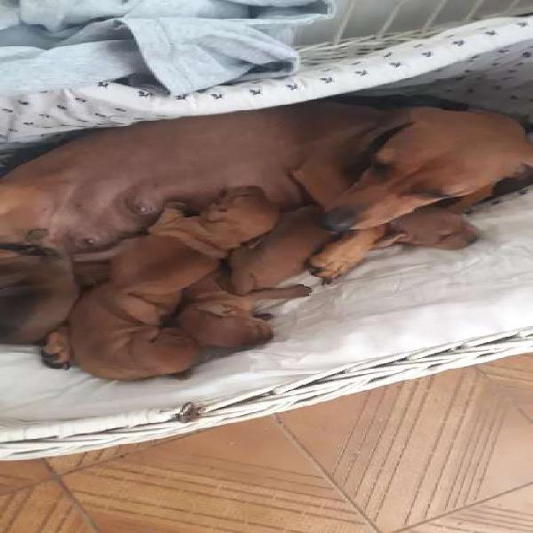 Salchicha dachshund