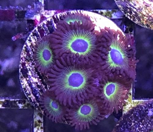 Zoanthus Coral Blando Reef Marinos