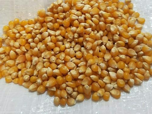Maiz Pisingallo X 5kg Explote 99.9% (mercadoenvio)