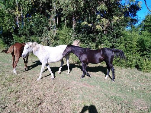 Caballos Picaso Alazán Tordilla Tobiano