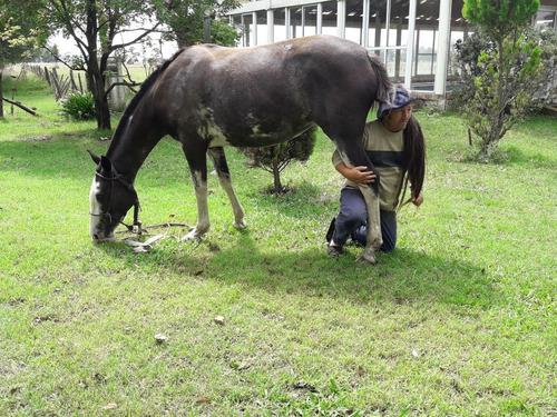 Yegua Overa Negra..muy Mansa De Andar