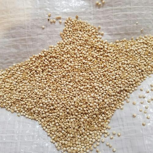 Quinoa Blanca Bolivia Super Grande X 1 Kg Desaponificada