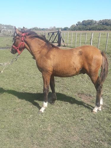 Caballos Potros Y Potrancas San Miguel Del Monte