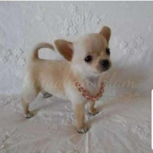 Chihuahua Hembritas Mini tarjeta 12 cuotas