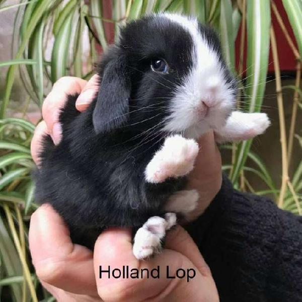 Conejos enanos Holland Lop, en La Paternal!!!