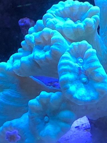 Coral Duro Caulastraea Hulk Acuario Marino Reef Corales