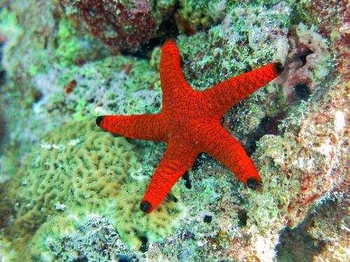 Invertebrado Marino - Fromia Indica - Estrella De Mar Roja