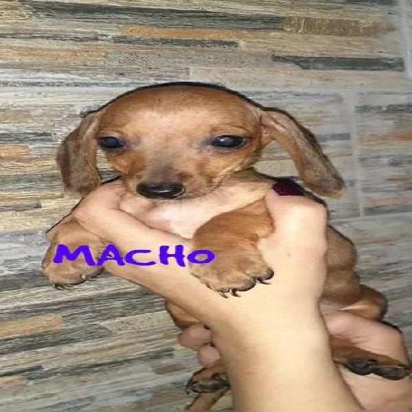 MACHO SALCHICHAS MINI 75 DÍAS