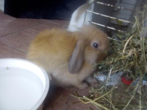 Coneja Holland Lop Leonada De 40 Dias, Una Lindura!!