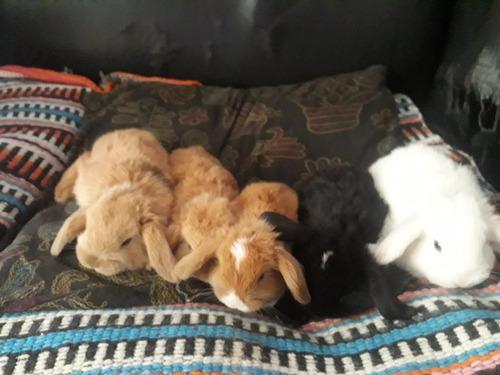 Conejitos Holland Lop