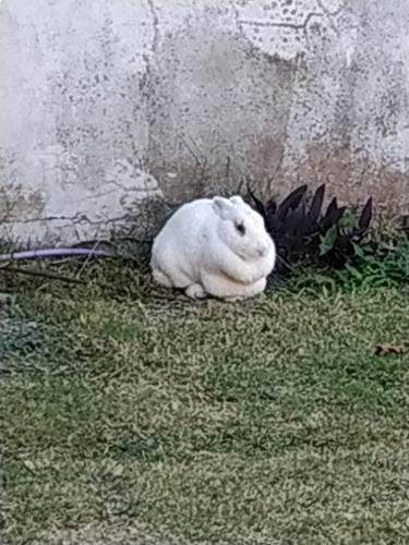 Conejo De Pascua Para Mascota