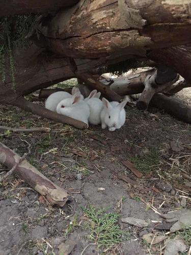 Conejos Blancos