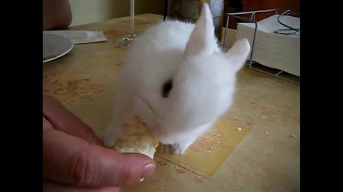 Conejos Enanos Polish