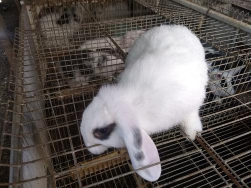 Conejos Holland Lop (macho Y Hembra)