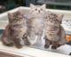 Adorables gatitos de plata birman - Buenos Aires