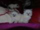 Adorables gatitos ragdoll disponibles para adopción -