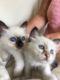 Birman gatitos disponibles - Buenos Aires