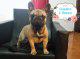 Bulldog frances macho joven en venta - Buenos Aires