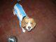 Busco hembra beagle para cruza con perro beagle tricolor -