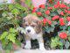 Cachorros beagle - Merlo